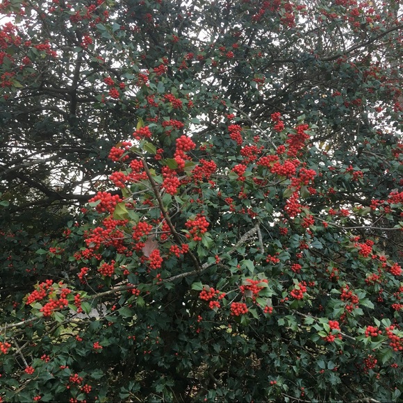 💖Meet your Posher, Eva Like my Closet to Follow! - Picture 13 of 16